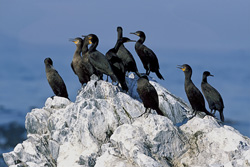 Cape Cormorants