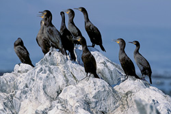 Learn more about the fascinating Cape Cormorants on Dyer Island