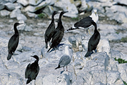 Fascinating Coastal Birds on Dyer Island in South Africa