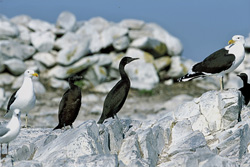Captivating shot of Bank Cormorants and Kelb Gulls in the South African wilderness