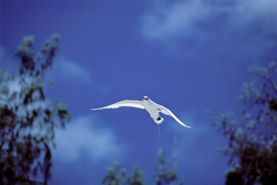 Fascinating Red-tailed tropicbird on Midway Atoll in the North Pacific Ocean