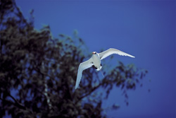 Elegant flight of the Red-tailed tropicbird over Midway Atoll in Hawaii