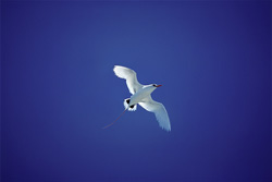 Fascinating Red-tailed Tropicbird in full glory over Midway Atoll