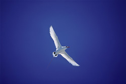 Graceful flying Red-tailed tropicbird on Midway Island in the North Pacific