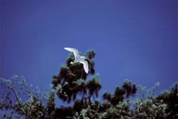 Elegant flight of the Red-tailed tropicbird over Midway - Majestic seabirds in action