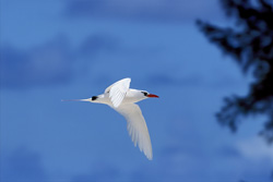 Captivating red-tailed tropicbird in the sky of Midway
