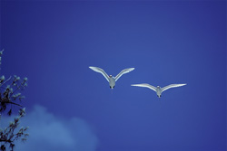 Elegant Red-tailed Tropicbirds in Full Splendor over Midway