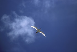 Elegant flight of the Red-tailed tropicbird over Midway in the Pacific