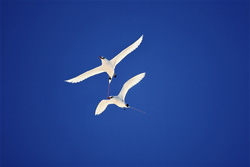 Elegant Red-tailed Tropicbirds photographed in the wild of Midway
