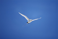 Learn more about the elegant Red-tailed tropicbird in Midway!