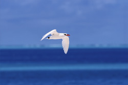 Elegant red-tailed tropicbird over the deep blue waters of the Pacific on Midway Island