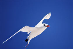 Elegant Red-tailed tropicbird with red bill and tail soaring over Midway