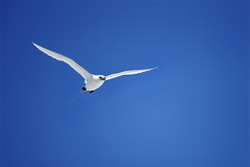 Elegant flight of the Red-tailed tropicbird over Midway Island