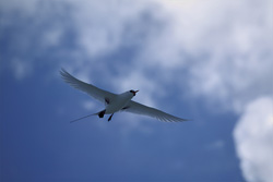 Elegant flight of the Red-tailed Tropicbird over Midway sky