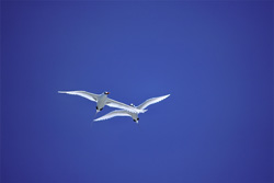 Fascinating Red-tailed tropicbirds on Midway in the North Pacific Ocean