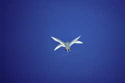 Majestic Red-tailed Tropicbirds on Midway – Elegance in the Air