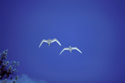 Elegant Aerial Performers: Red-tailed Tropicbirds on Midway