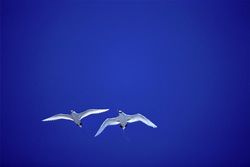 Graceful Red-tailed Tropicbirds on Midway - Impressive Birds in the Pacific