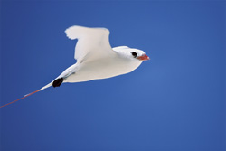 Elegant red-tailed tropicbird soaring majestically over Midway