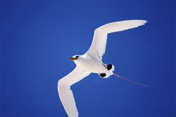 Red-tailed Tropicbird