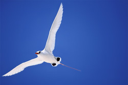Faszinierender Rotschwanz-Tropikvogel auf Midway entdecken