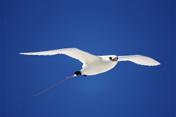 Elegante uccello tropicale dalla coda rossa plana maestosamente sopra Midway in Hawaii