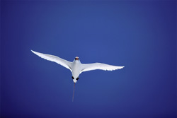 Elegant red-tailed tropicbird soaring over the azure sea on Midway