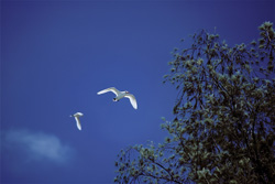 Discover Fascinating Red-tailed Tropicbirds in the Wild on Midway
