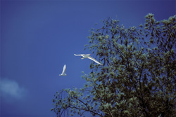 Discover Graceful Aerial Performers: Red-tailed Tropicbirds on Midway
