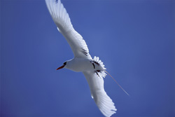Elegant flying Red-tailed tropicbird over Midway - Phaeton rubricauda