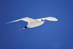 Elegant red-tailed tropicbird soaring above the azure sea at Midway in Hawaii