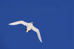 Elegant Red-tailed Tropicbird in the azure sky over Midway