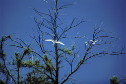Elegant Red-tailed Tropicbirds Majestically Gliding in the Blue Skies of Midway