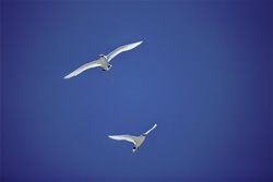 Fascinating aerial performers: Red-tailed tropicbirds in Midway