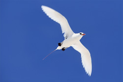 Elegant flying red-tailed tropicbird over Midway - natural spectacle in Hawaii