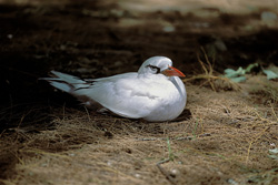 Elegant Red-tailed Tropicbird on Midway in the North Pacific