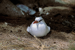 A graceful Red-tailed Tropicbird in its natural habitat