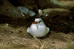 Elegant red-tailed tropicbird with red bill and tail on Midway in the Pacific