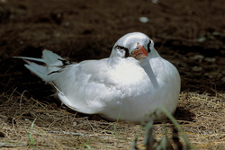 Fascinating Red-tailed Tropicbird incubating on Midway Island
