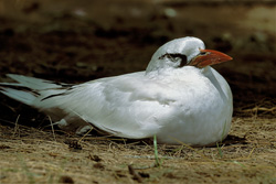Elegant Red-tailed Tropicbird breeding on Midway Atoll