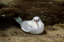 Elegant red-tailed tropicbird nesting on Midway - Captivating nature photography