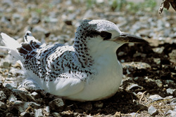 Adorable Red-tailed Tropic Bird Chick on Midway Island