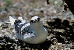 Adorable Red-tailed Tropic Bird Chick on Midway