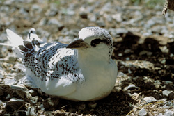Adorable Red-tailed Tropicbird Chick on Midway in the North Pacific