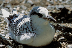 Entzückendes Rotschwanz-Tropikvogel Küken auf Midway Atoll, Hawaii