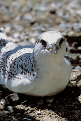 Adorable red-tailed tropic bird chick on Midway Island