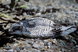 Adorable red-tailed tropicbird chick sleeping on Midway