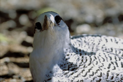 Discover Adorable Red-tailed Tropic Bird Chick on Midway