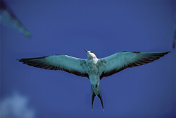 Sooty Tern
