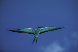 Fascinating sooty tern in the sky of Midway